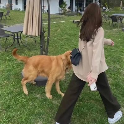 绿头苍蝇